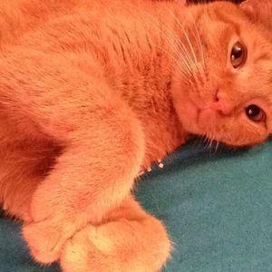 Meet your Posher, Oliver james